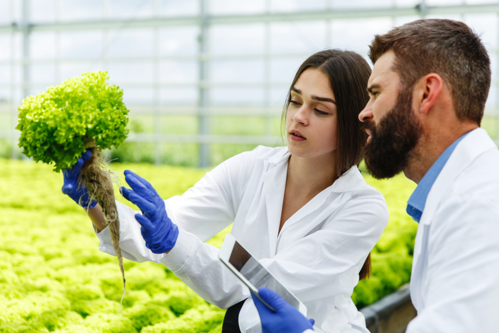 Application of Nutrient Film Technique in Hydroponic Gardens