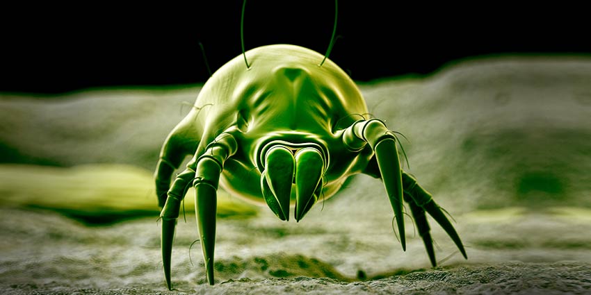 Natural Pest Control for the Indoor Gardener