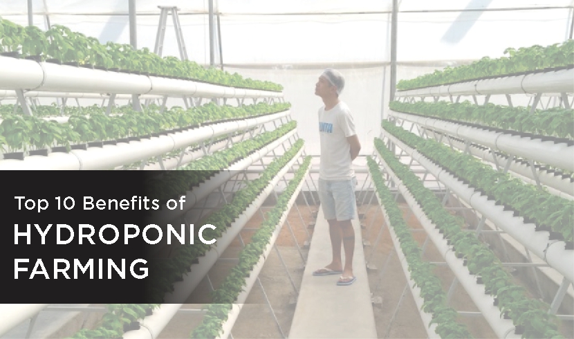 Advantages of Hydroponic Farming