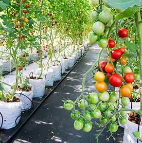 hydroponics in india