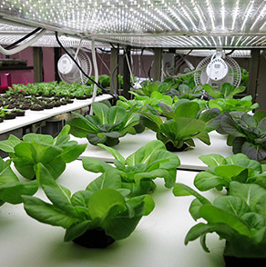 Hydroponics in Delhi, NCR, Jaipur, Gurgaon