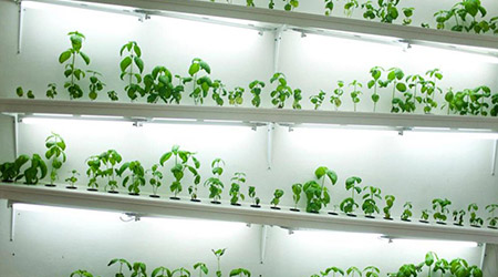 Hydroponics In India