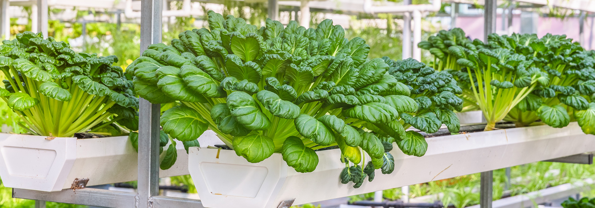 Hydroponic Shop In India