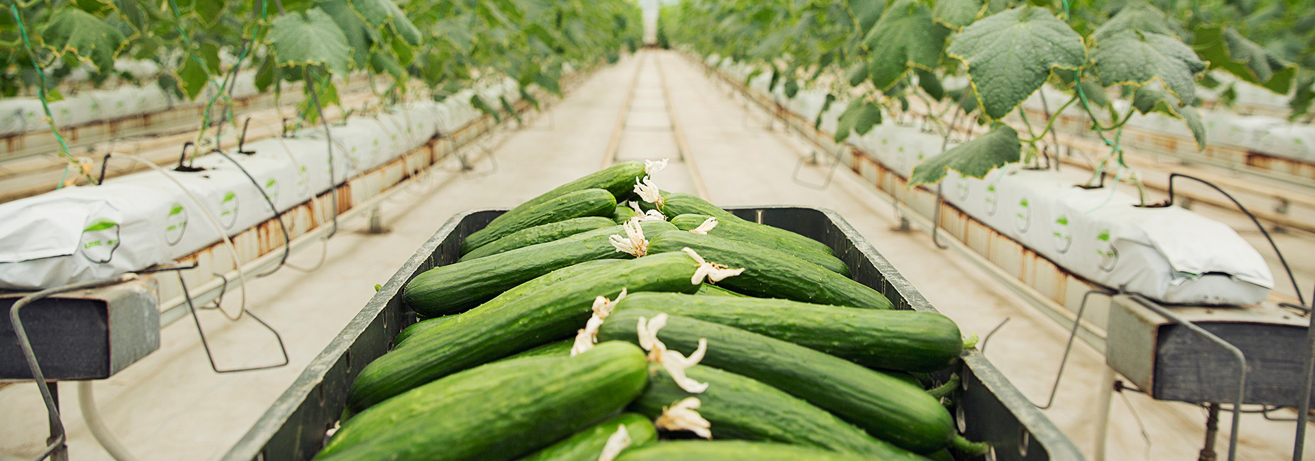 Hydroponics In India