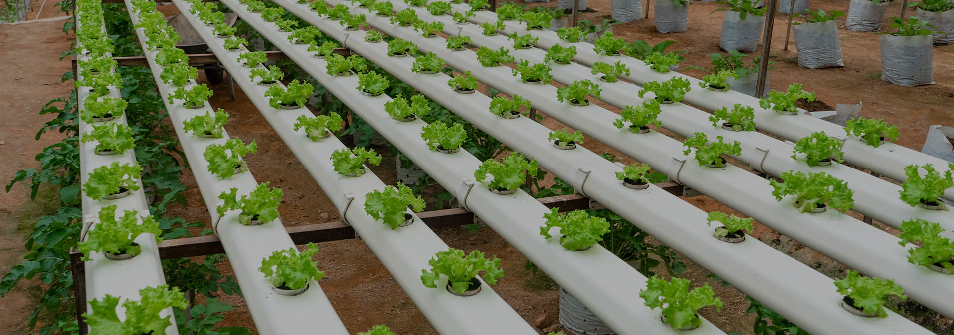 Hydroponic in India