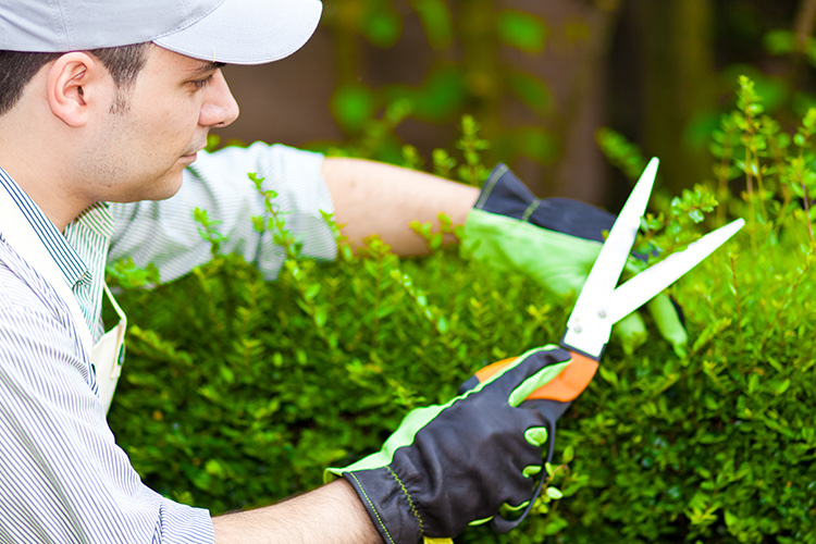 urban gardening in delhi, ncr